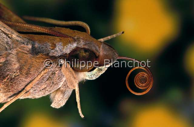 Nephele comma.JPG - in "Portraits d'insectes" ed. SeuilNephele commaSphinxMacroglosseHawk mothLepidopteraSphingidaeMadagascar